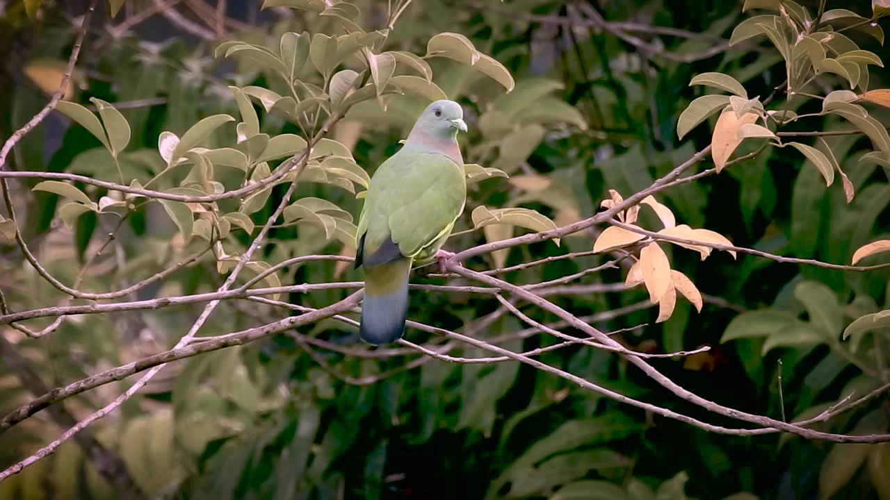 Farrow & Ball Treron No.292 Gloss Metal & Wood Paint, 750ml 4 Farrow & Ball Treron No.292 Gloss Metal & Wood Paint, 750ml - Image 2