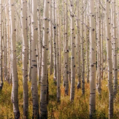 Grandeco Multicolour Birch Tree Matt Mural 9 Grandeco Multicolour Birch Tree Matt Mural -Hammerite Store grandeco multicolour birch tree matt mural5411012446871 02c bq