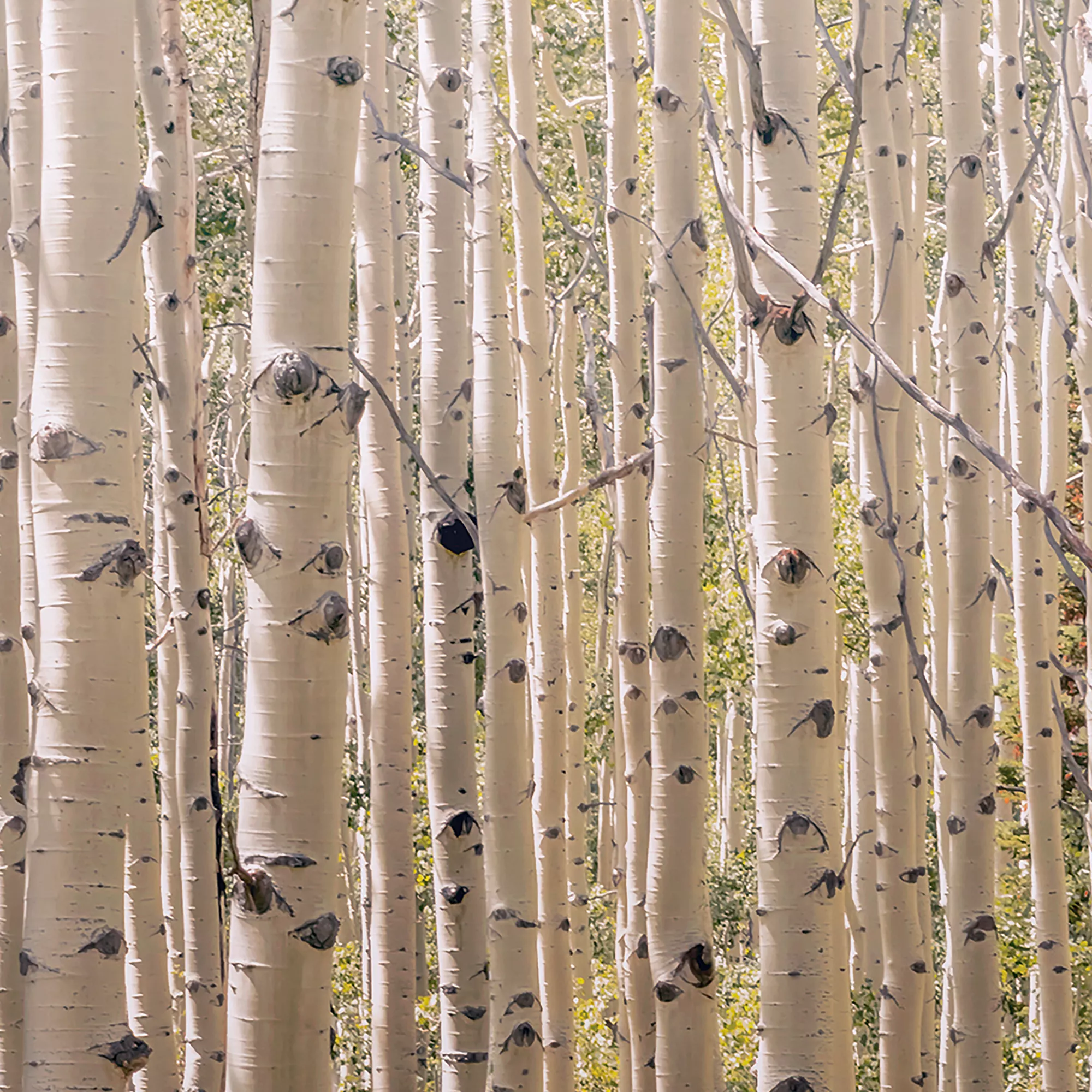 Grandeco Multicolour Birch Tree Matt Mural 4 Grandeco Multicolour Birch Tree Matt Mural - Image 2