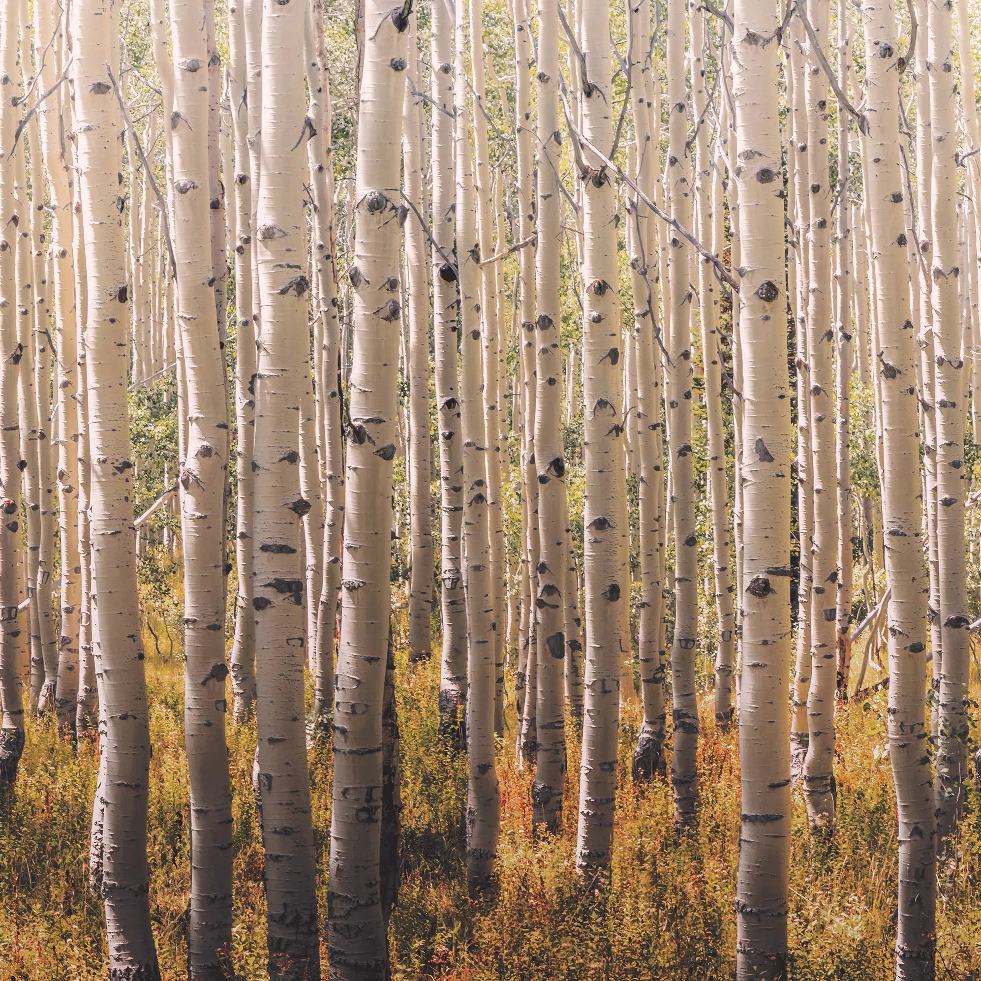 Grandeco Multicolour Birch Tree Matt Mural 3 Grandeco Multicolour Birch Tree Matt Mural